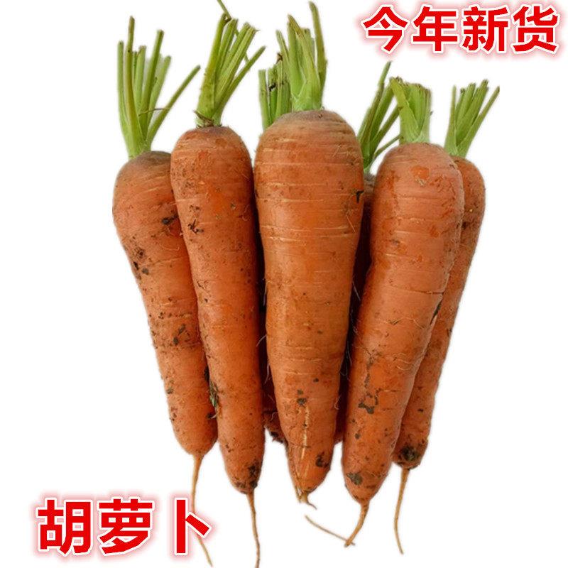 今年新鲜胡萝卜水果萝卜新鲜蔬菜红萝卜现挖带土黑龙江特产
