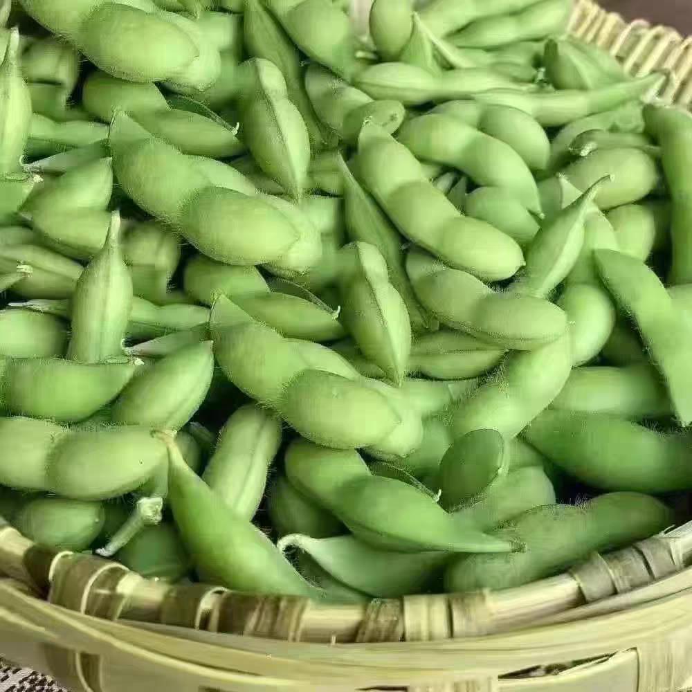 新鲜毛豆农家自种江西特产现摘现发新鲜毛豆当季带壳毛豆角青豆