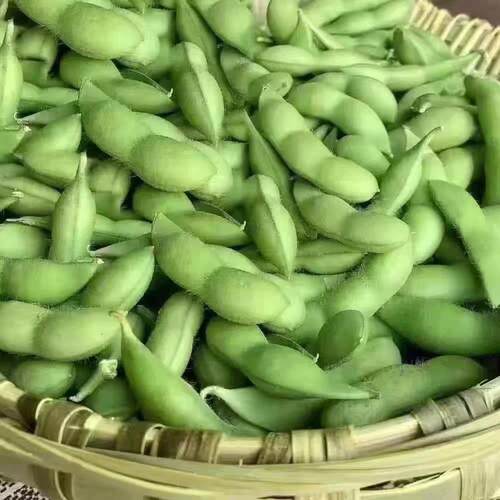 新鲜毛豆农家自种江西特产现摘现发新鲜毛豆当季带壳毛豆角青豆