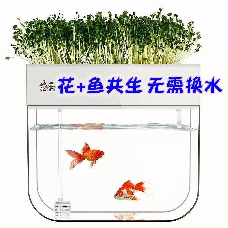 免换水生态金鱼缸客厅家用桌面小型鱼菜共生系统花沐鱼懒人水族 - 实物图