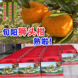 旬阳精品狮头柑礼盒丑柑丑橘丑八怪不知火包邮十斤
