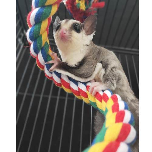 蜜袋鼠飞鼠鹦鹉棉绳吊绳软