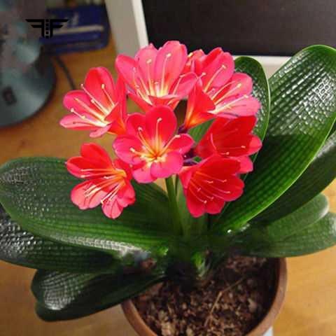 四季包活发货室内花君子兰外开花植物好【花苗】盆栽