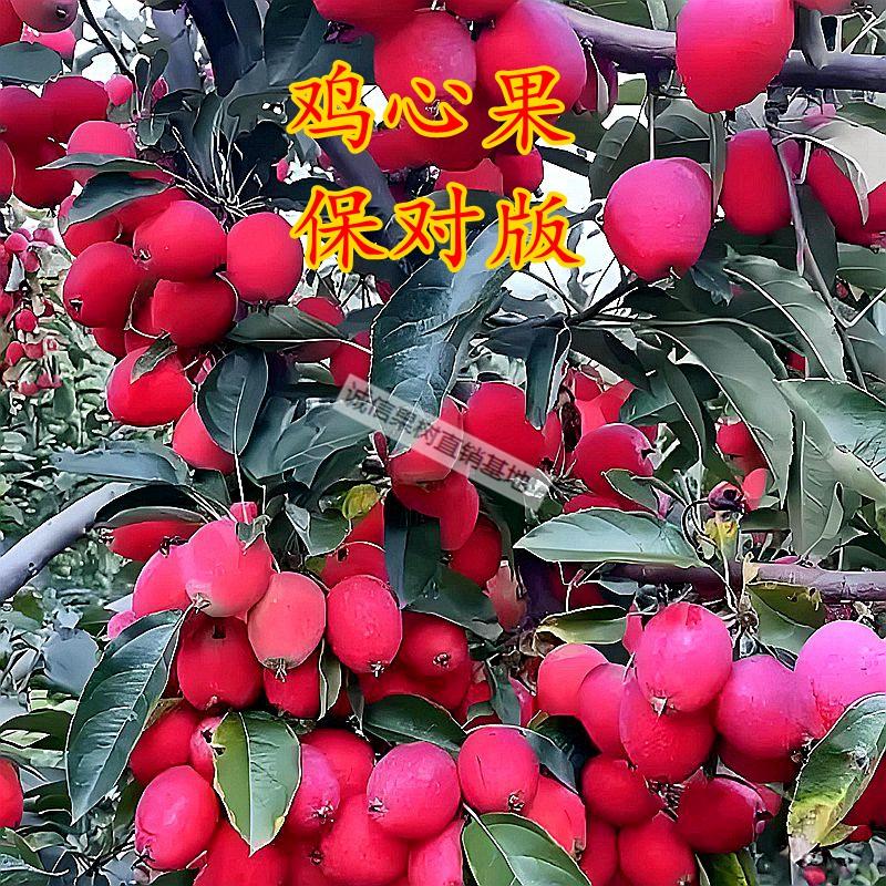 脆甜抗寒耐涝鸡心果树苗嫁接落叶