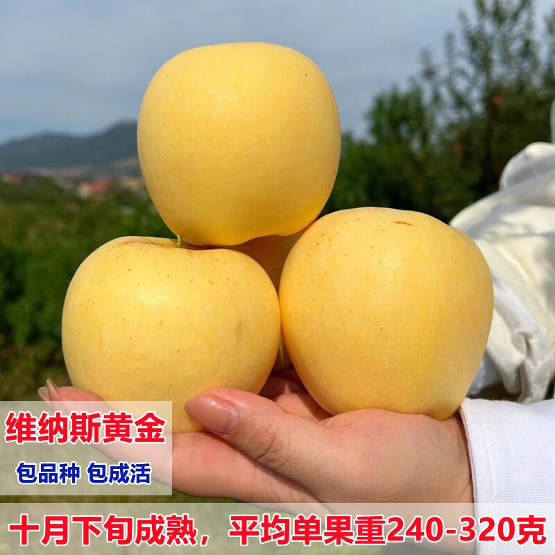 嫁接黄金维纳斯苹果树苗大果脆甜苹果苗包对版南方北方种植果树苗,鲜花速递/花卉仿真/绿植园艺,果树,淘宝优惠券,粉丝福利购,淘宝优惠卷