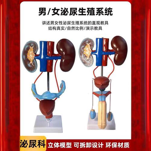 男性泌尿生殖系统解剖模型泌尿系统模型人体泌尿系统解剖模型
