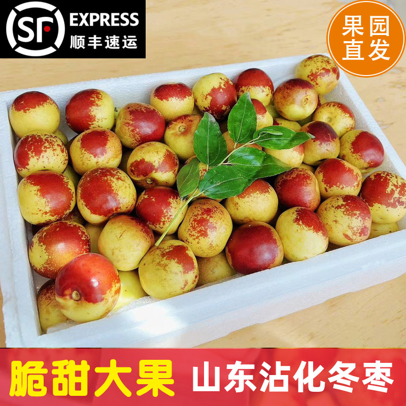 商超品质正宗山东沾化冬枣