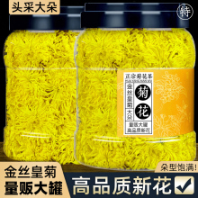 菊花茶一朵一杯金丝皇菊大朵黄菊花贡菊特产级罐装正品官方旗舰店