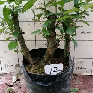 黄栀子花熟桩野山桅子花树桩支子花大老室内庭院绿植盆景盆栽