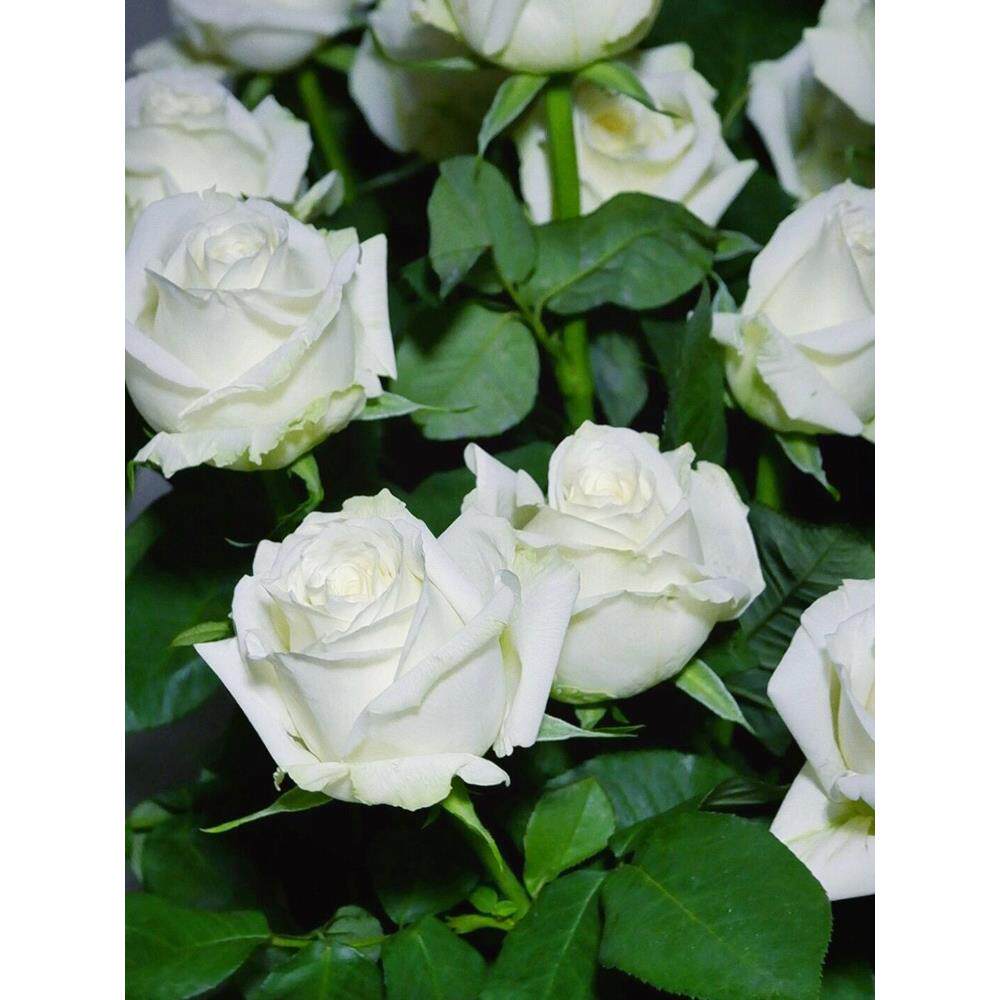 坦尼克白色玫瑰花大苗盆栽白雪公主特大花浓香阳台四季开花卉植物