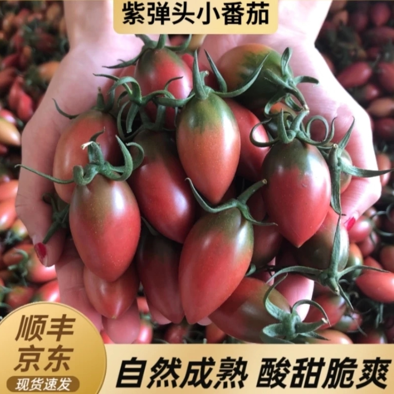 紫子弹头小番茄新鲜圣女果组合小西红柿当季水果3-5斤现摘包邮