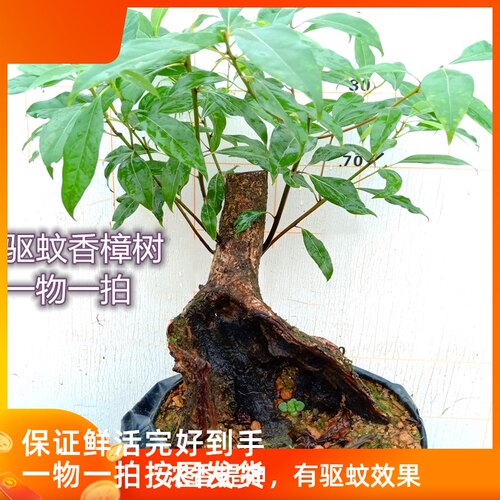 樟树盆景多少钱 樟树盆景价格 小麦优选