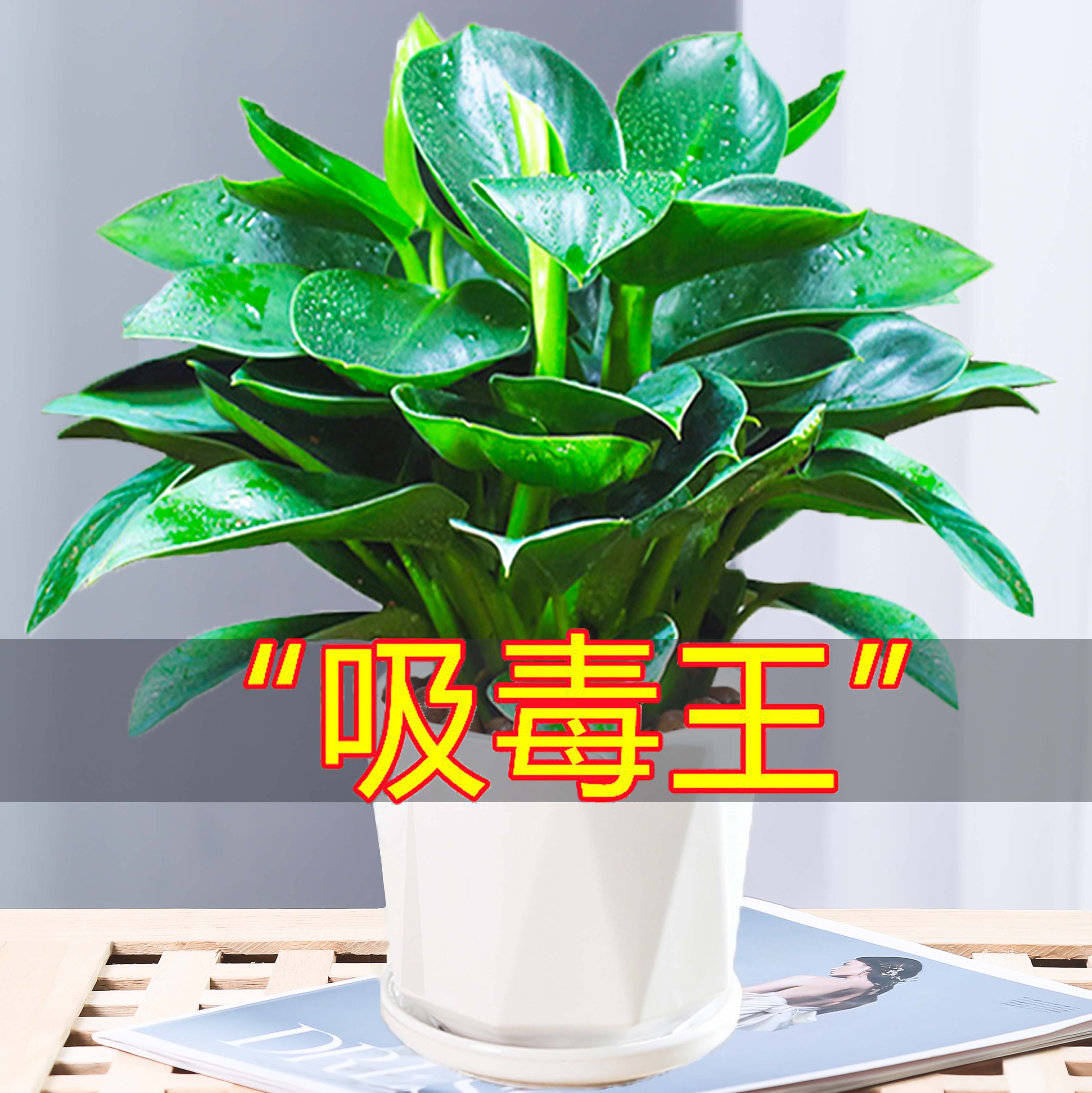金钻盆栽植物绿萝箩水培绿植万年青花卉多肉办公室内吸除甲醛好养