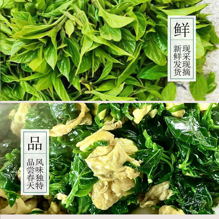 绿豆腐柴鲜叶神仙斑鸠臭黄荆叶观音树叶豆腐叶子温州泰顺野菜腐婢
