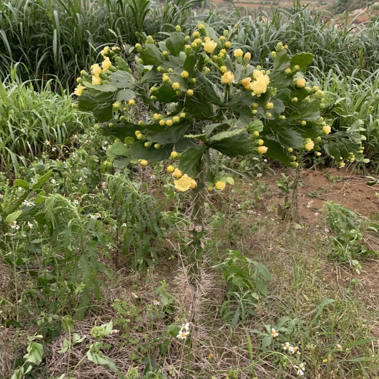 千本剑大型绿植稀有仙人掌树耐寒耐旱好活易养活防辐庭院,鲜花速递/花卉仿真/绿植园艺,多肉植物,淘宝优惠券,粉丝福利购,淘宝优惠卷
