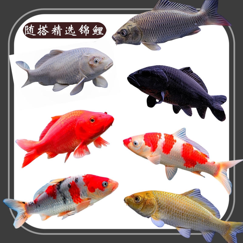 活鱼淡水冷水观赏鱼小型金鱼好养红金鱼大小鱼苗锦鲤幼苗活体组合