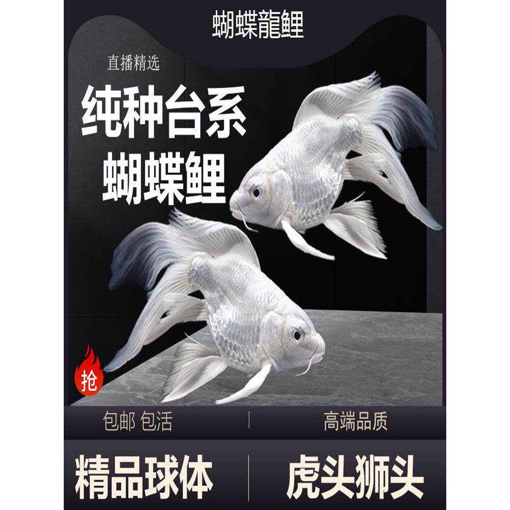 观赏鱼蝴蝶鲤小鱼活体短身贵妃龙鲤白纯种大尾冷水鱼锦鲤鱼苗活体