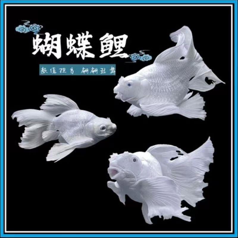 台湾蝴蝶鲤鱼纯种短身球形长尾贵妃锦鲤鱼苗小鱼活鱼冷水鱼观赏鱼