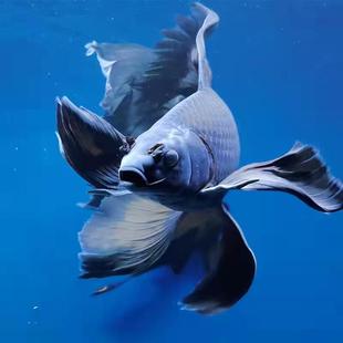 黑慧星蝴蝶鲤黑金锦鲤镇宅风水鱼黑色活鱼冷水易活长短尾