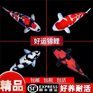 锦鲤活鱼古黄金淡水冷水鱼观赏鱼招财鱼高档大型红白三色耐养鱼苗
