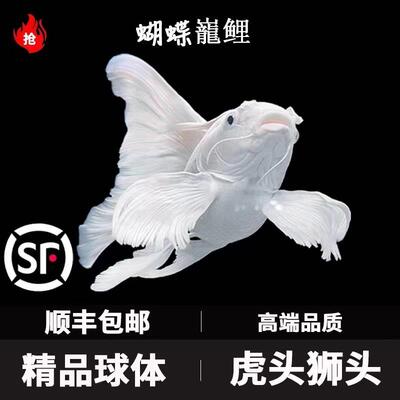 顺丰蝴蝶鲤鱼球体短身大鳍长尾冷水鱼锦鲤红色观赏鱼苗活体
