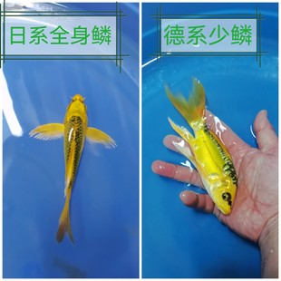 黄金松叶龙凤锦鲤活体鱼苗精品好养耐活冷水长尾观赏鱼群游喂食