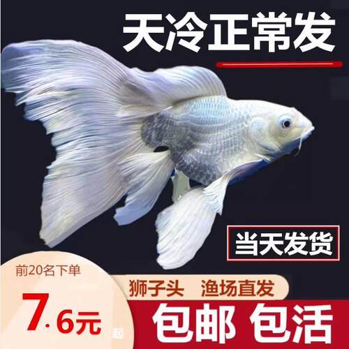 蝴蝶鲤观赏鱼大鳍大尾贵妃球体普身球形淡水冷水鱼苗耐活好养