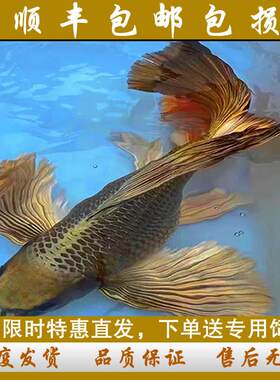 台湾球体蝴蝶鲤纯种活体短身古铜金金龙冷水锦鲤金鱼观赏鱼鱼苗