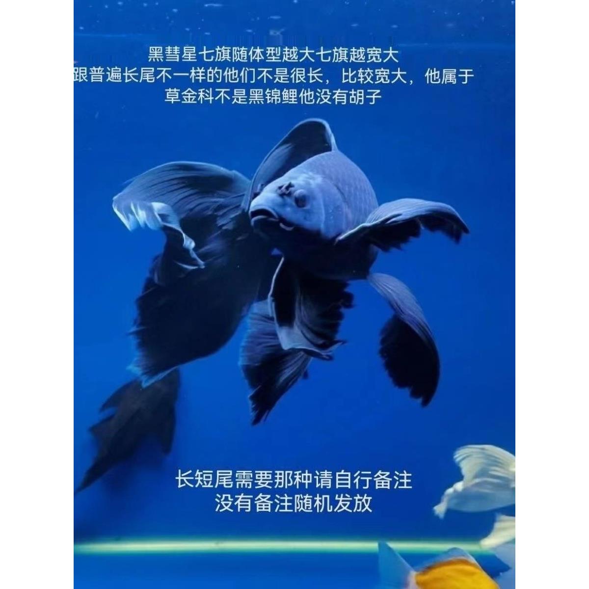 顺丰蝴蝶鲤纯种冷水金鱼锦鲤鱼苗红草金观赏鱼黄金锦鲤黄金招财鱼