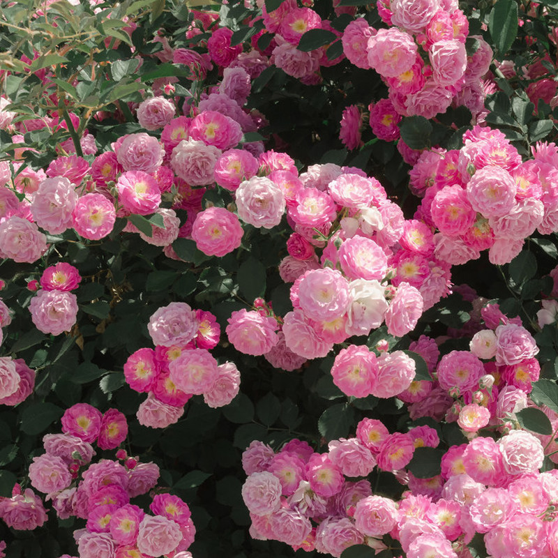 老品种十姐妹蔷薇花苗阳台庭院浓香集群开花卉植物簇花重瓣多头