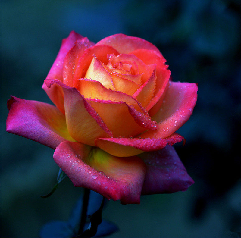 彩云大花浓香月季花玫多季开瑰花苗观花植物盆栽阳台绿植花卉