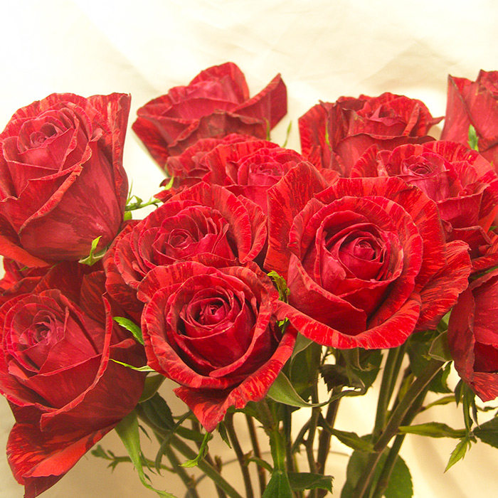 红色直觉暗红色条纹大花玫瑰花苗盆栽多季开切花月季阳台耐寒花卉