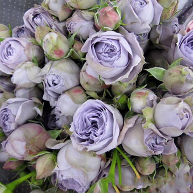 蓝色绒球德国切花玫瑰苗多头观花月季花苗盆栽植物四季开花卉绿植