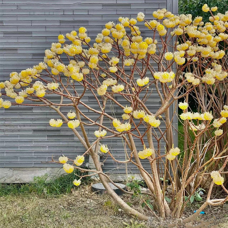 结香花大苗盆栽花卉室内外耐寒植物打结花梦冬花喜花浓香阳台绿植