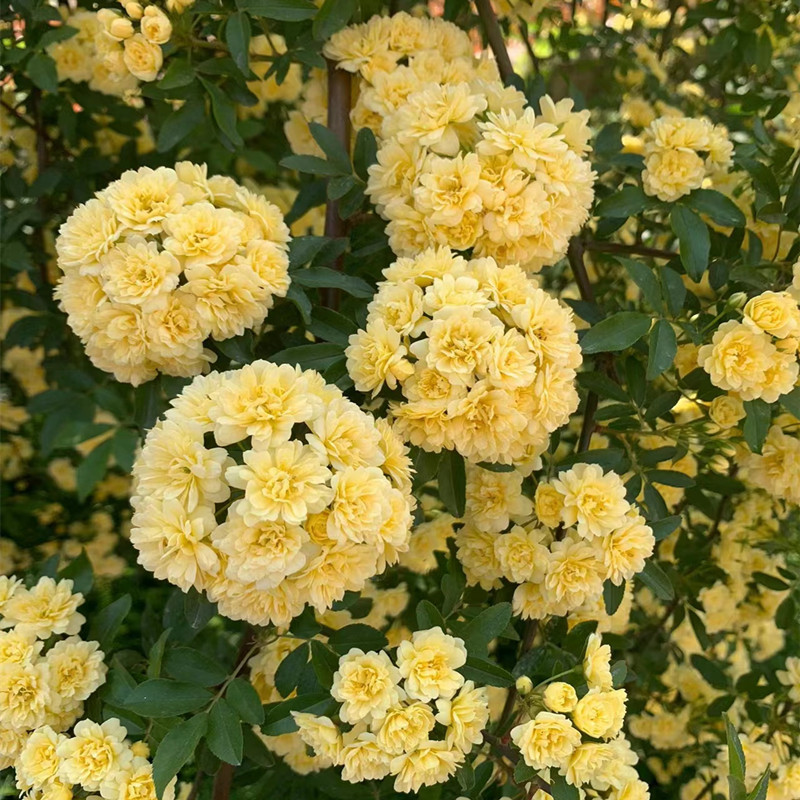 花苗阳台庭院爬藤植物甜蜜红木香