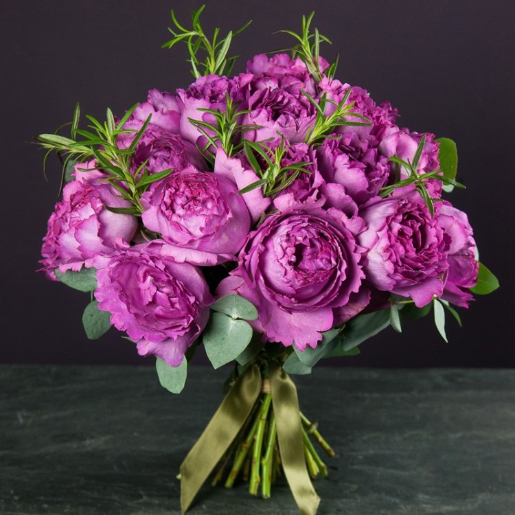 伊芙伯爵阳台强香月季花苗大花香味浓郁四季开玫瑰花盆栽花卉植物