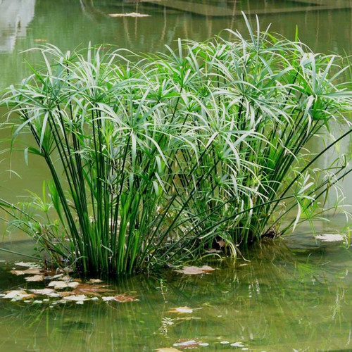 水生绿植物鱼缸水池塘美化旱伞草