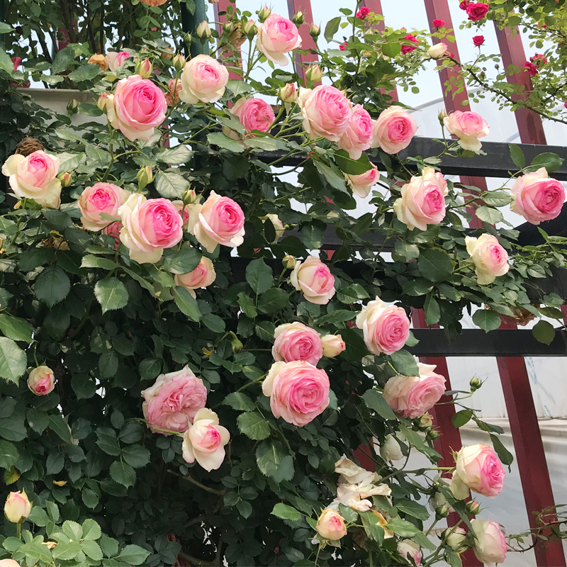 粉龙沙宝石藤本月季爬藤蔷薇花苗浓香多季开庭院爬墙植物粉龙