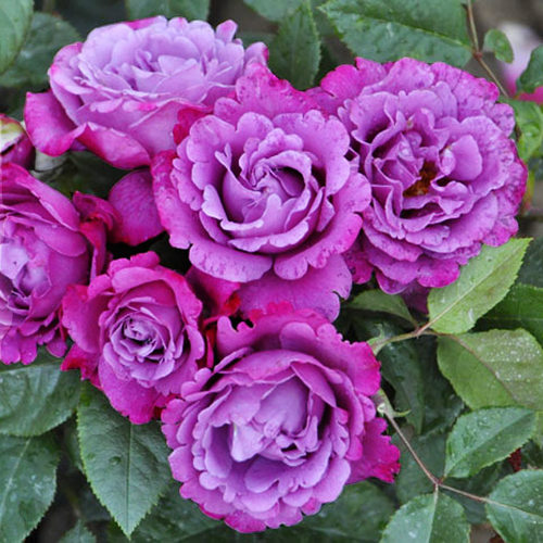 乔猫月季木本花卉阳台卧室四