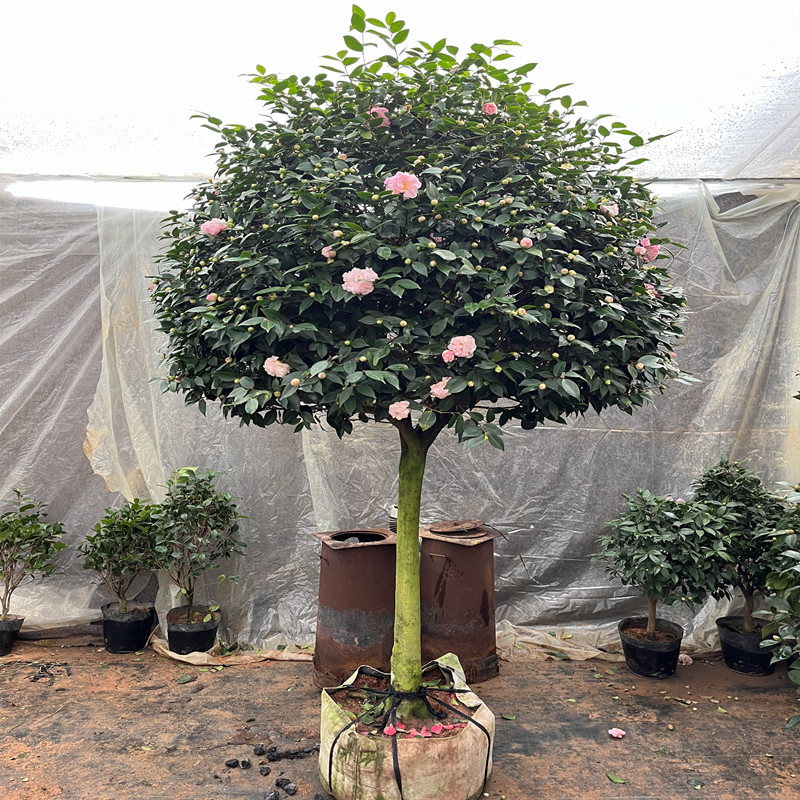 高杆香妃茶花树苗带花苞浓香棒棒糖树形庭院景观植物盆景造型花卉