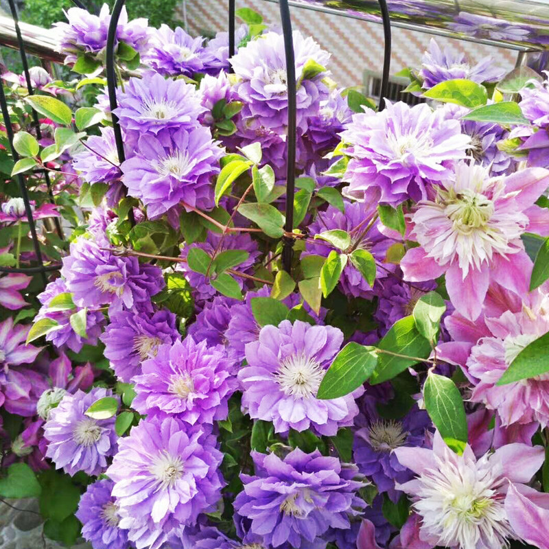 円空圆空铁线莲花苗紫色重瓣攀援爬藤花卉阳台植物盆栽多季开花