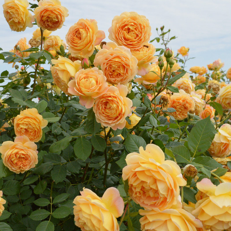 奥斯汀黄金庆典浓香大花爬藤玫瑰月季花苗阳台庭院爬藤多季蔷薇花