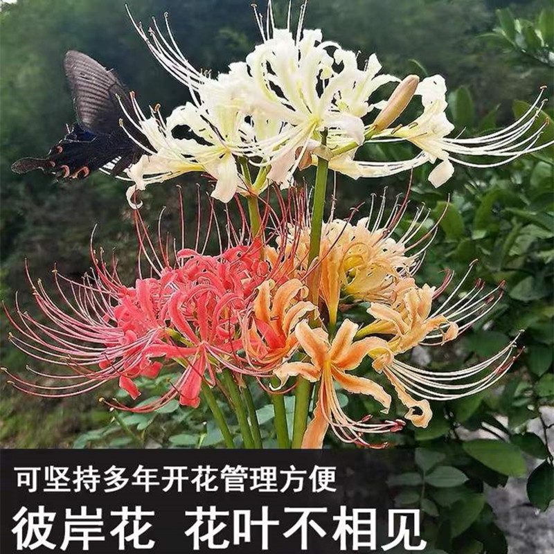 彼岸花种球大球曼珠沙华石蒜花室内室外植物曼陀罗花种子盆栽花卉