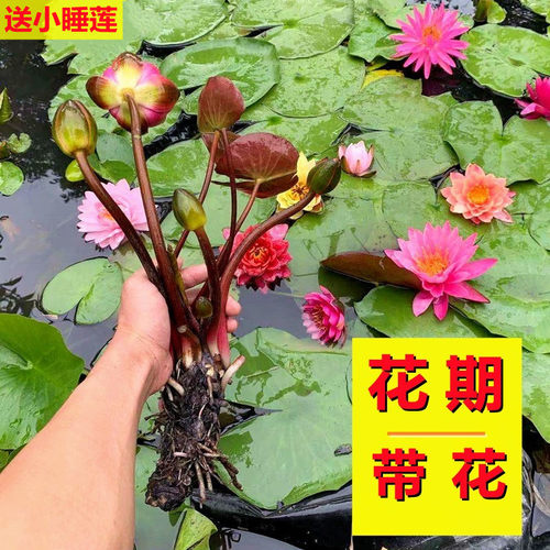 带花苞睡莲夏秋季节开花