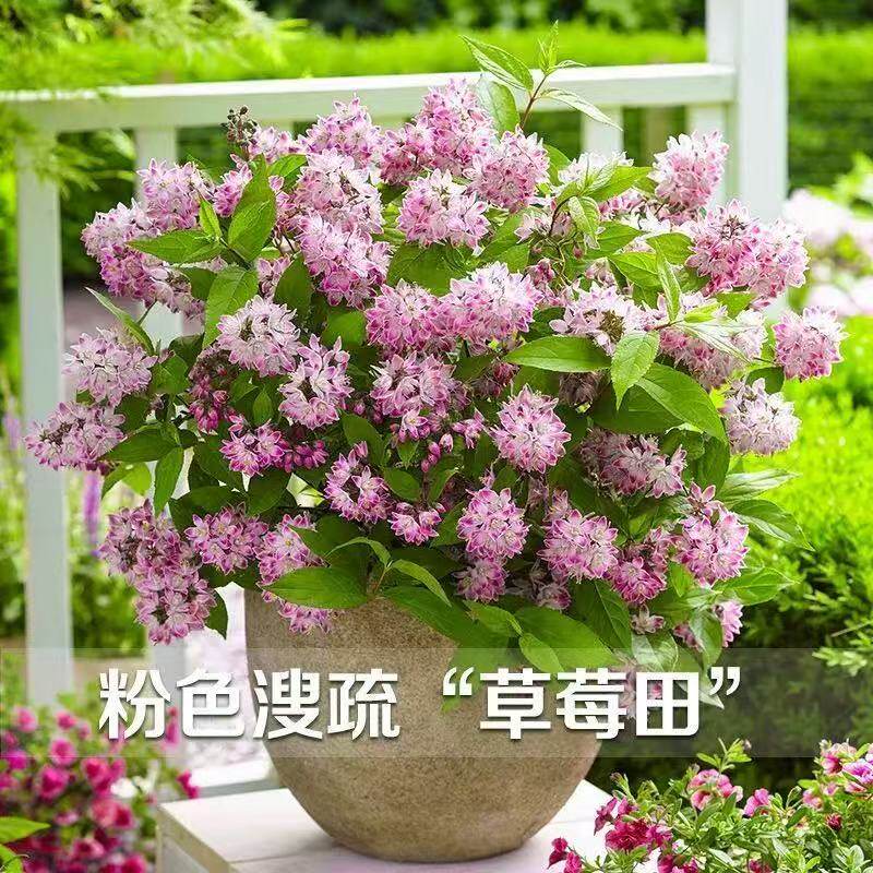 溲疏草莓田冰生粉铃铛