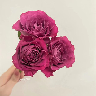珍貴時刻陽臺濃香紫色玫瑰花苗四季 花苗盆栽綠植物 開花卉觀花月季