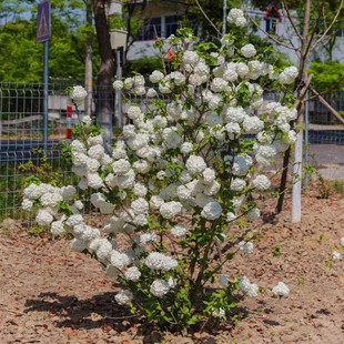 麻叶绣球中华木绣球丛生麻球盆栽日本雪球荚蒾庭院大花斗球树苗木