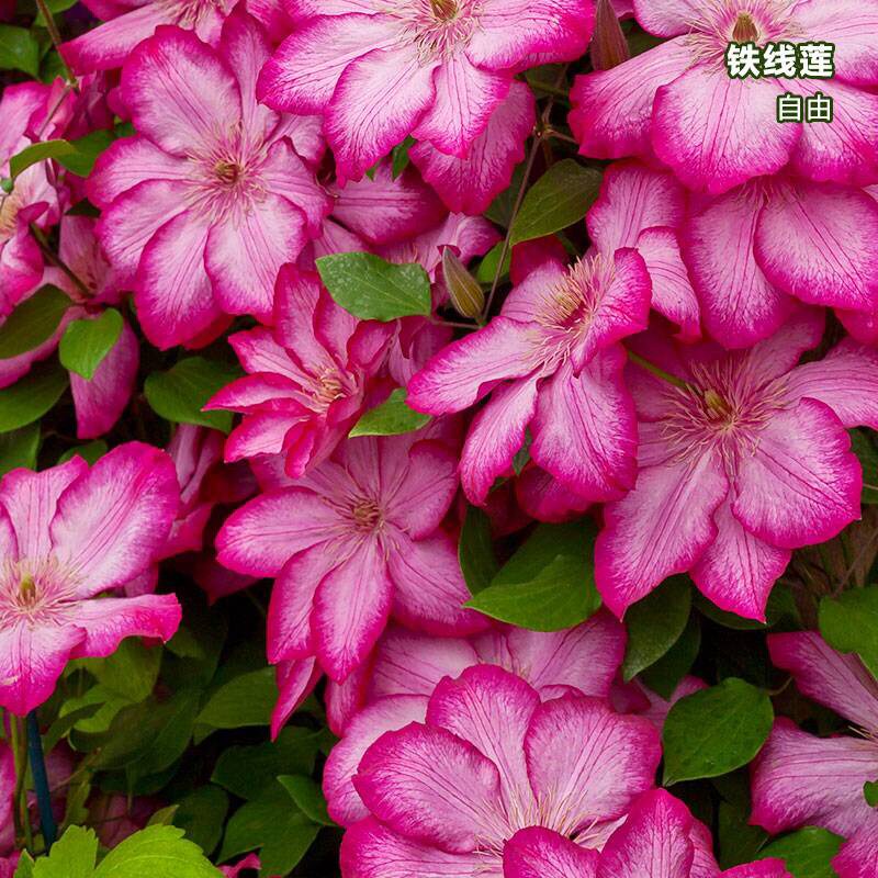 解放自由铁线莲花苗盆栽早花大花组阳台庭院花墙攀爬藤本花卉植物