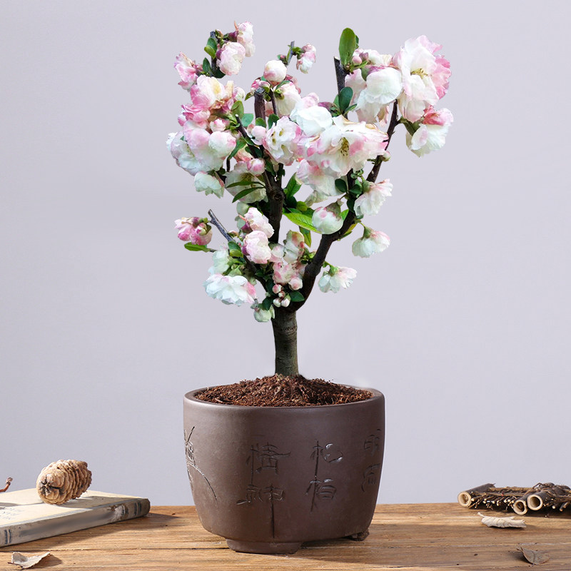 新品种彩玉海棠花盆栽室内外种植耐寒植物四季开庭院阳台盆景树苗