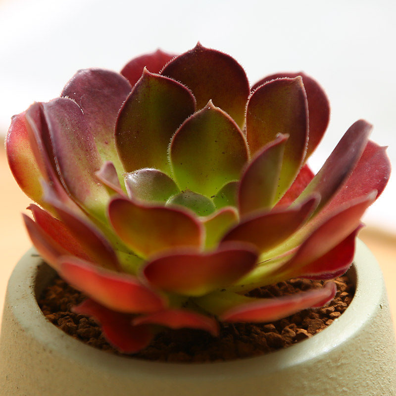 荷兰圆叶法师多肉植物室内阳台花卉绿植肉肉盆栽室内花卉盆栽大颗